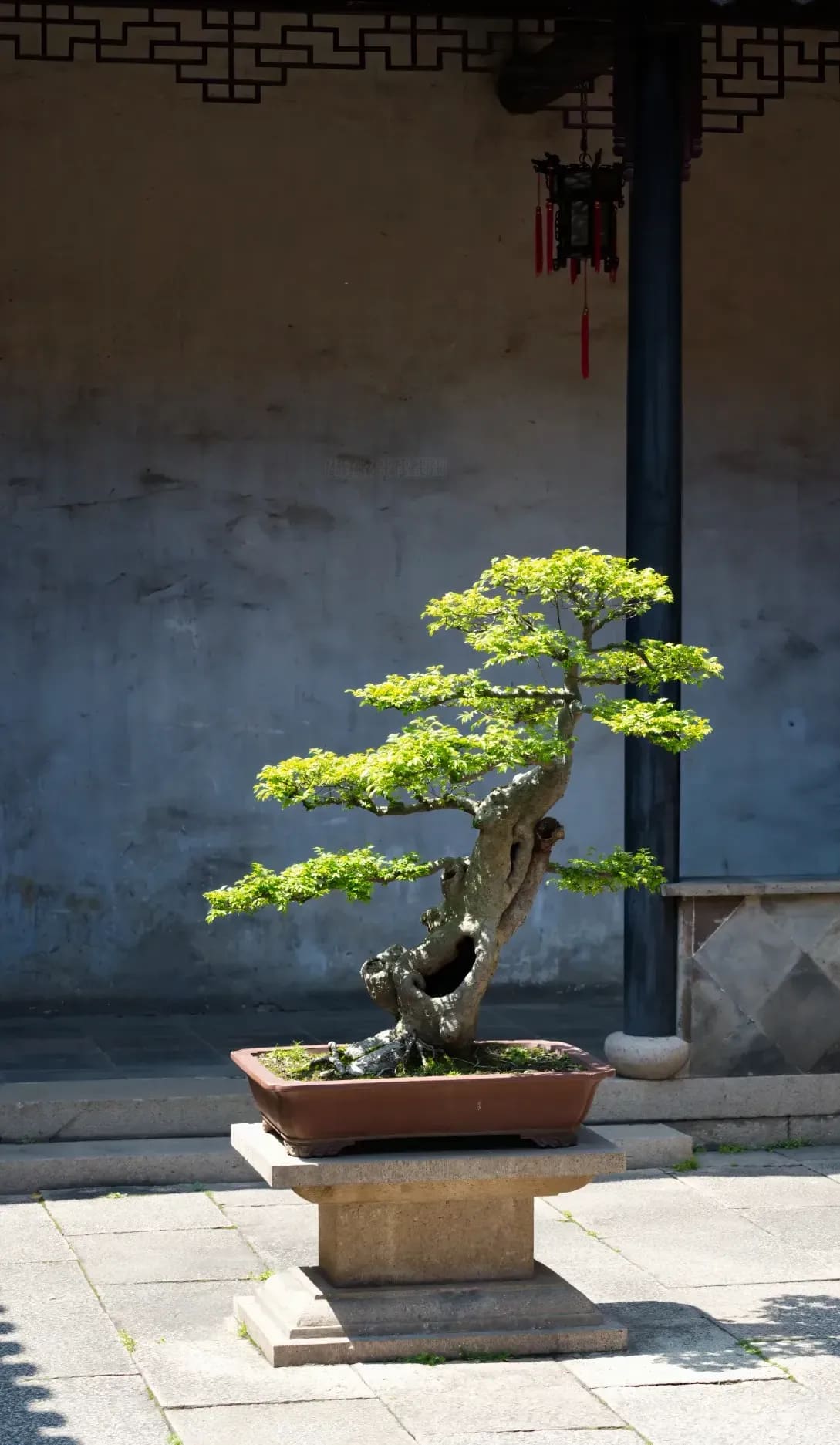 翠松園ボンサイ 11