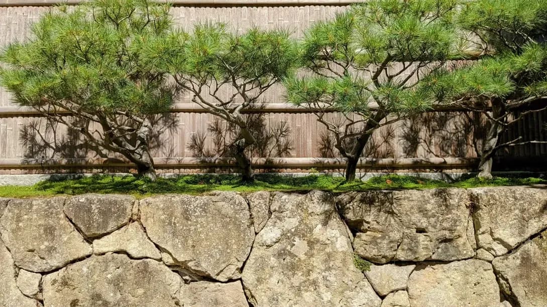 植え替え・用土交換